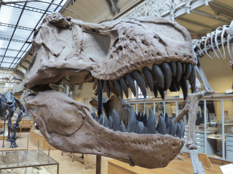 PhD in Museum Studies